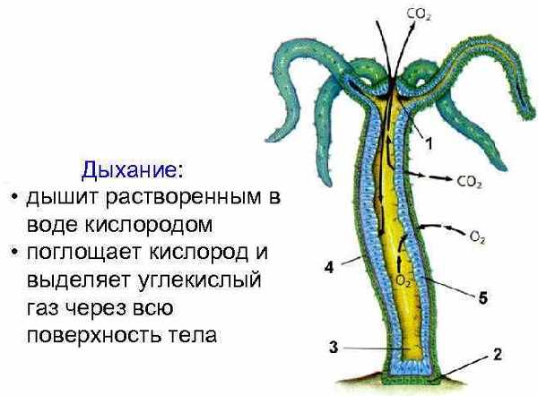 Услуги даркнета