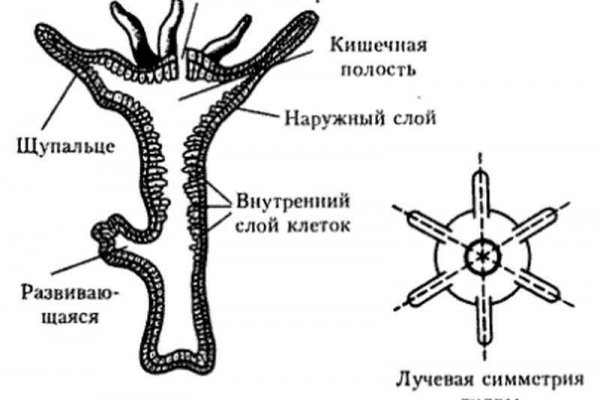 Кракен нет