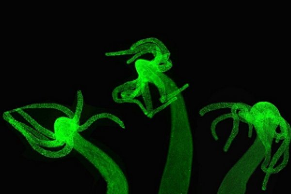 Kraken ссылка onion 2kmp