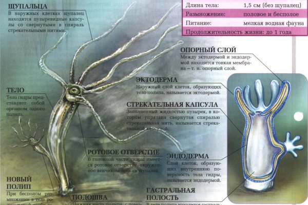 Где найти ссылку на кракен