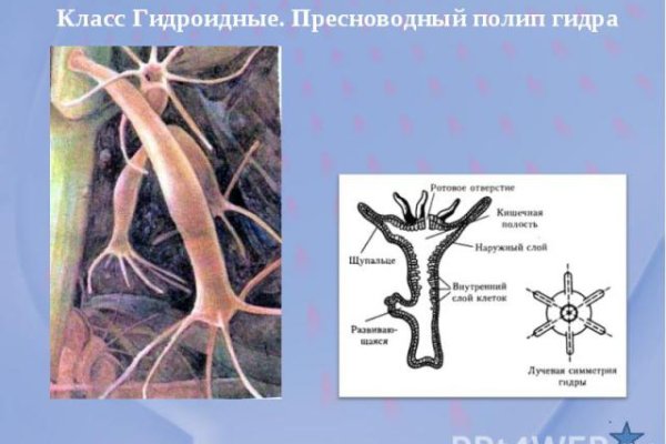 Kraken at зеркало