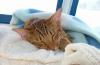 मांजरीच्या मूत्रात रक्त येण्याची कारणे आणि उपचार काय आहेत?